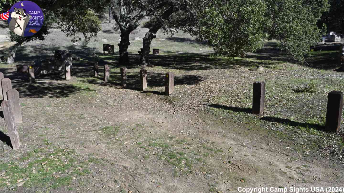 Mt Diablo Live Oak